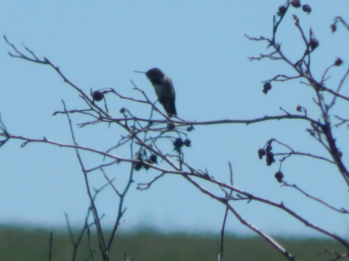 Sternelfe - ML644301527