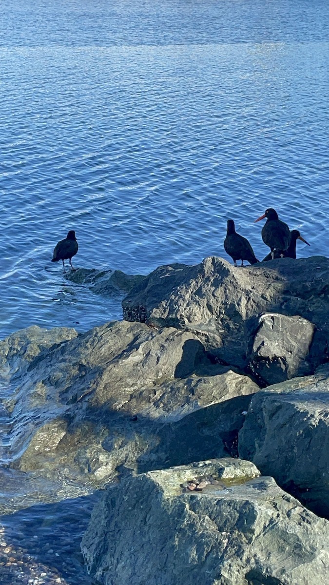 Klippenausternfischer - ML644301528