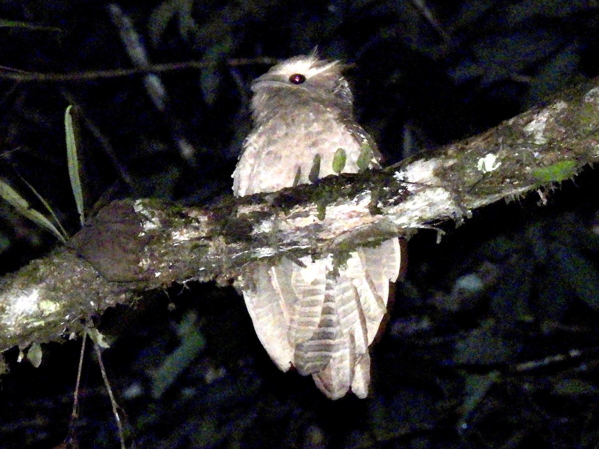 Riesenschwalm - ML644301531