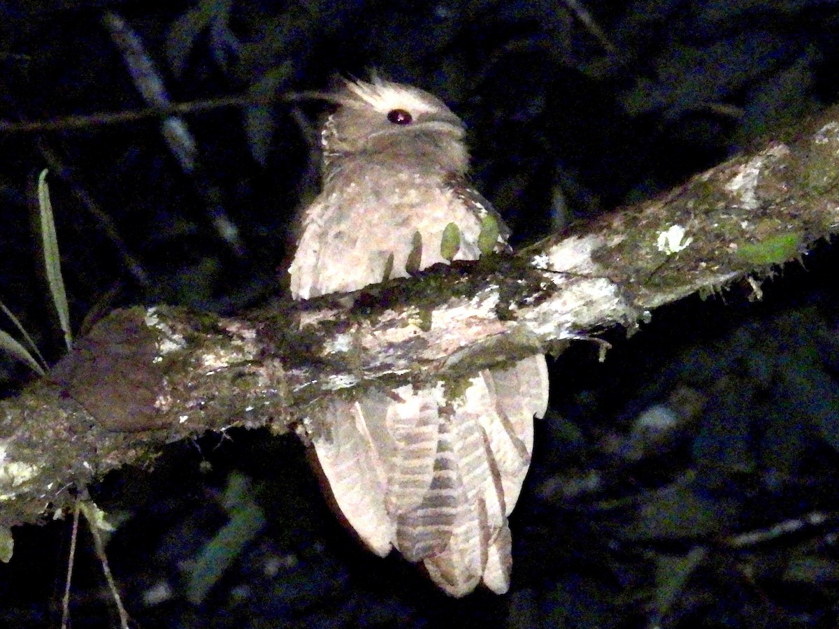 Riesenschwalm - ML644301532