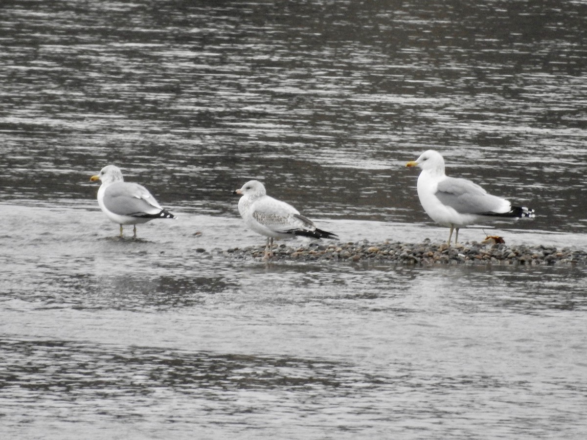 Kalifornienmöwe - ML644301533