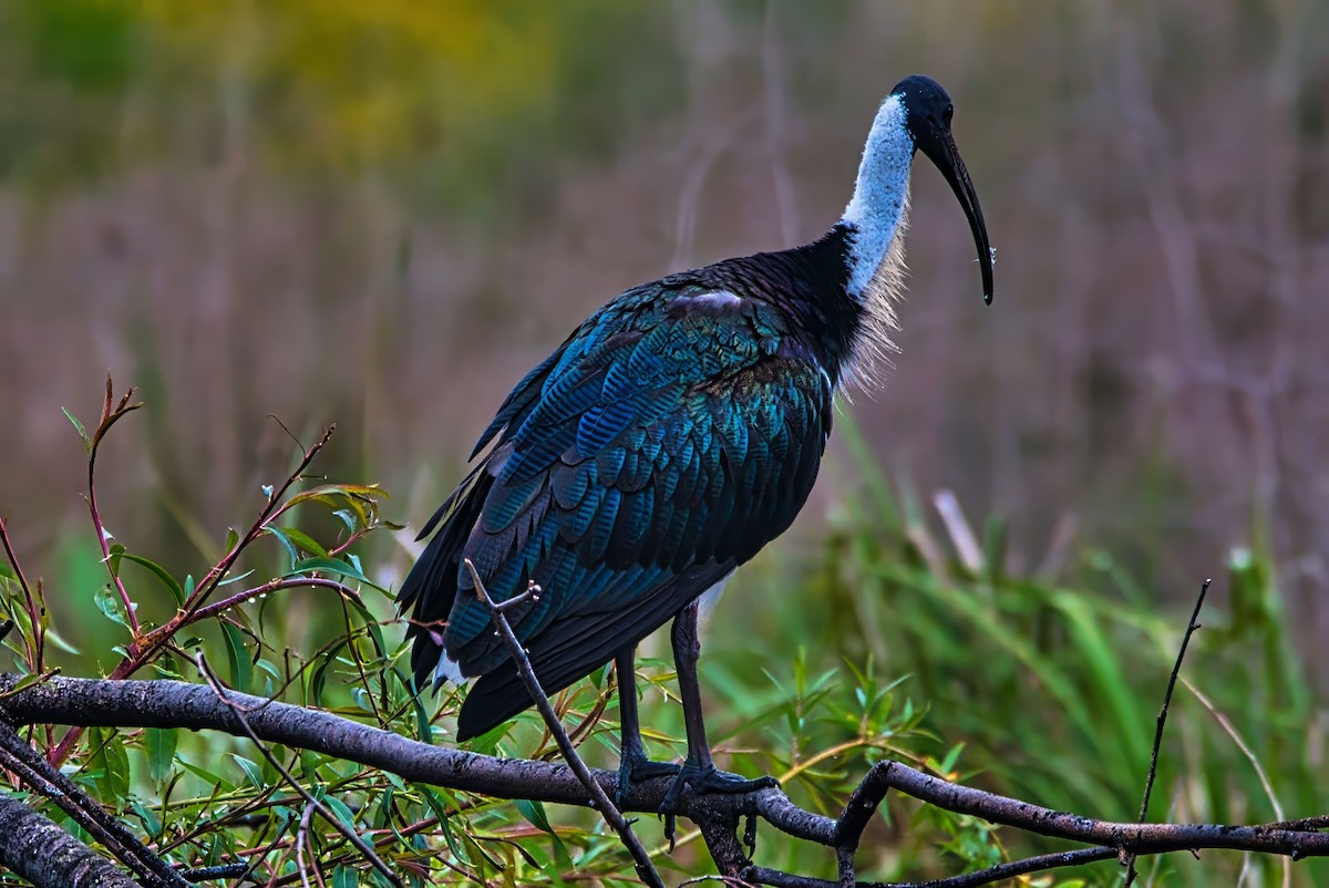 Stachelibis - ML644301534