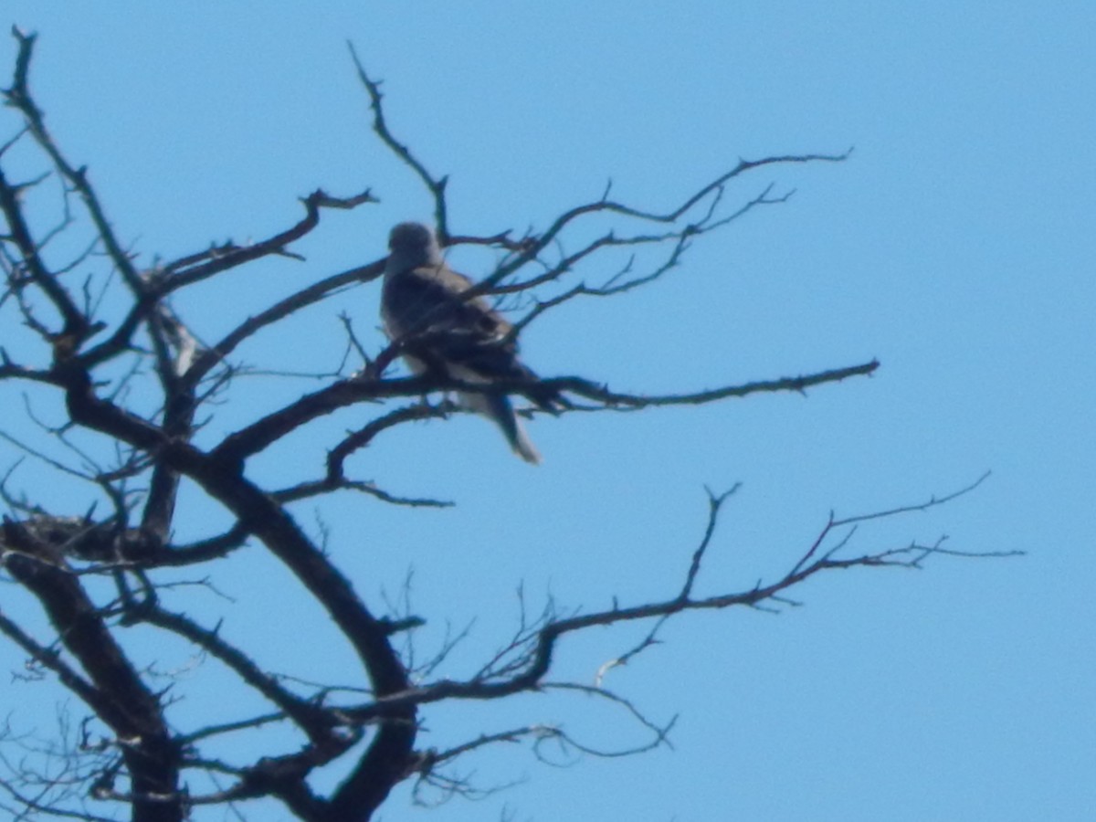 Präriebussard - ML644301536