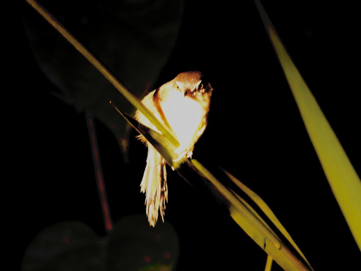 Gelbbauchprinie - ML644301538