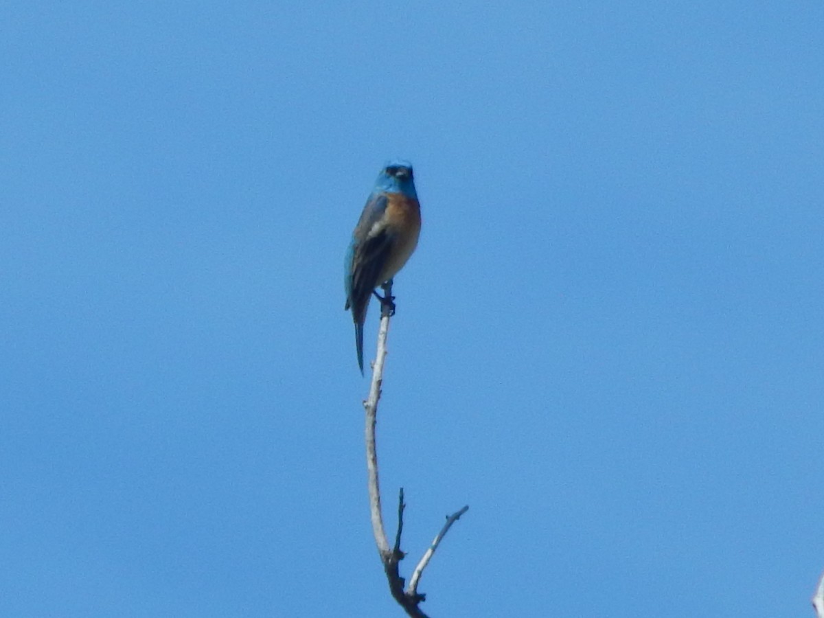 Lazulifink - ML644301542