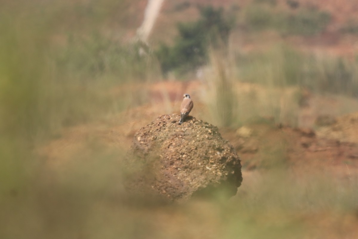 Turmfalke - ML644301543