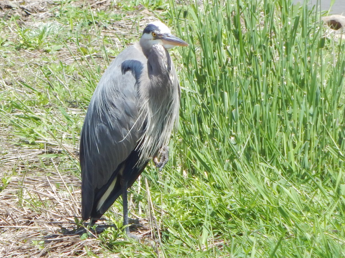 Kanadareiher - ML644301544