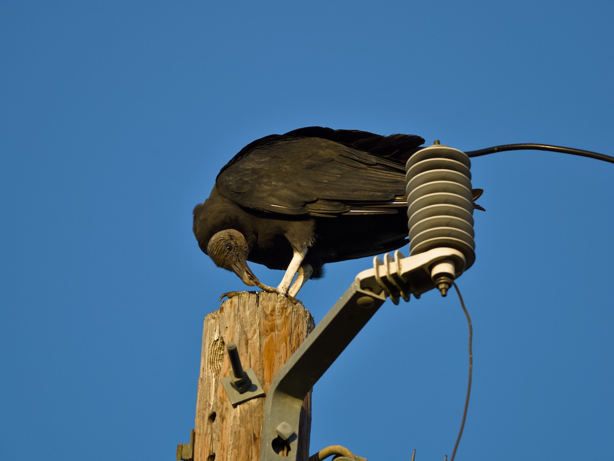 Rabengeier - ML644301545