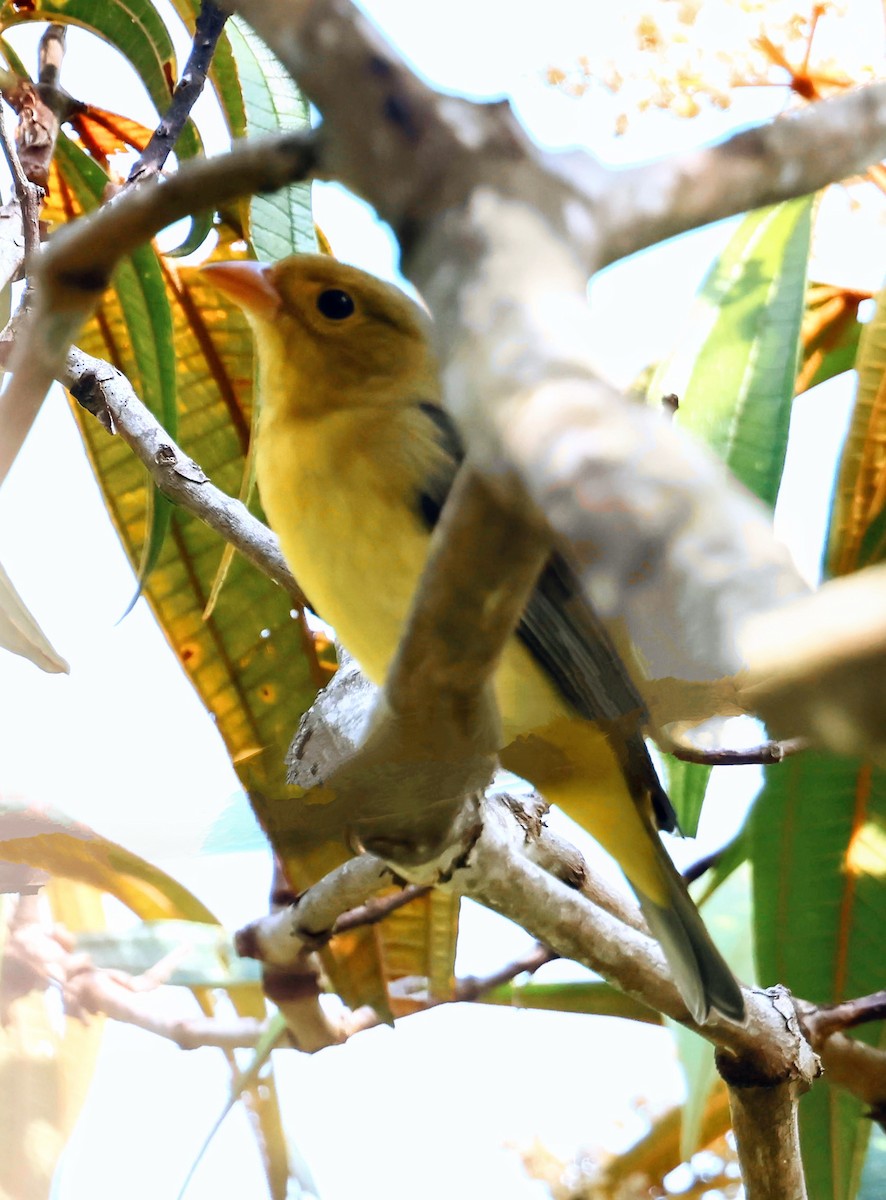 Scharlachkardinal - ML644301546