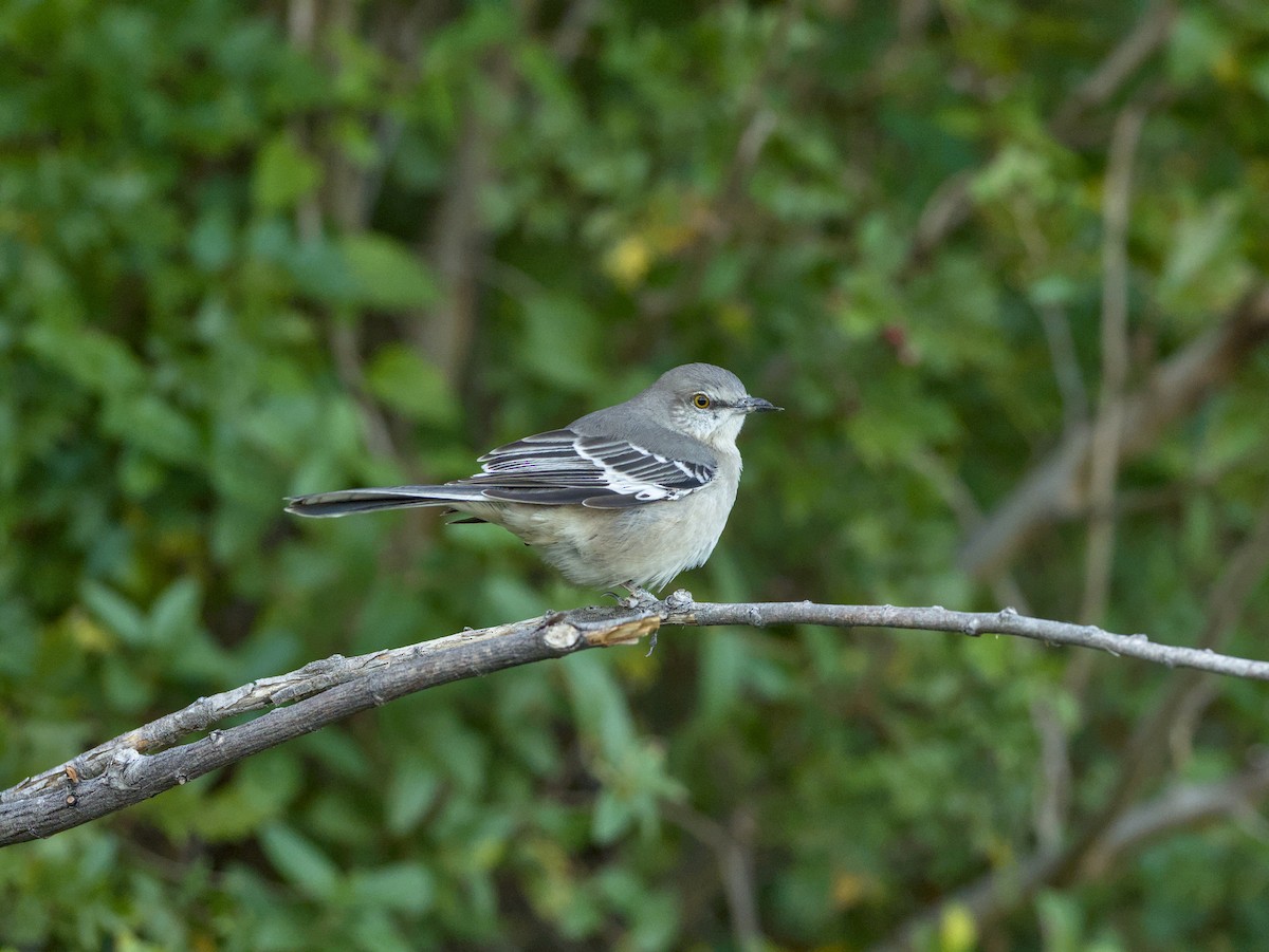 Gartenspottdrossel - ML644301548
