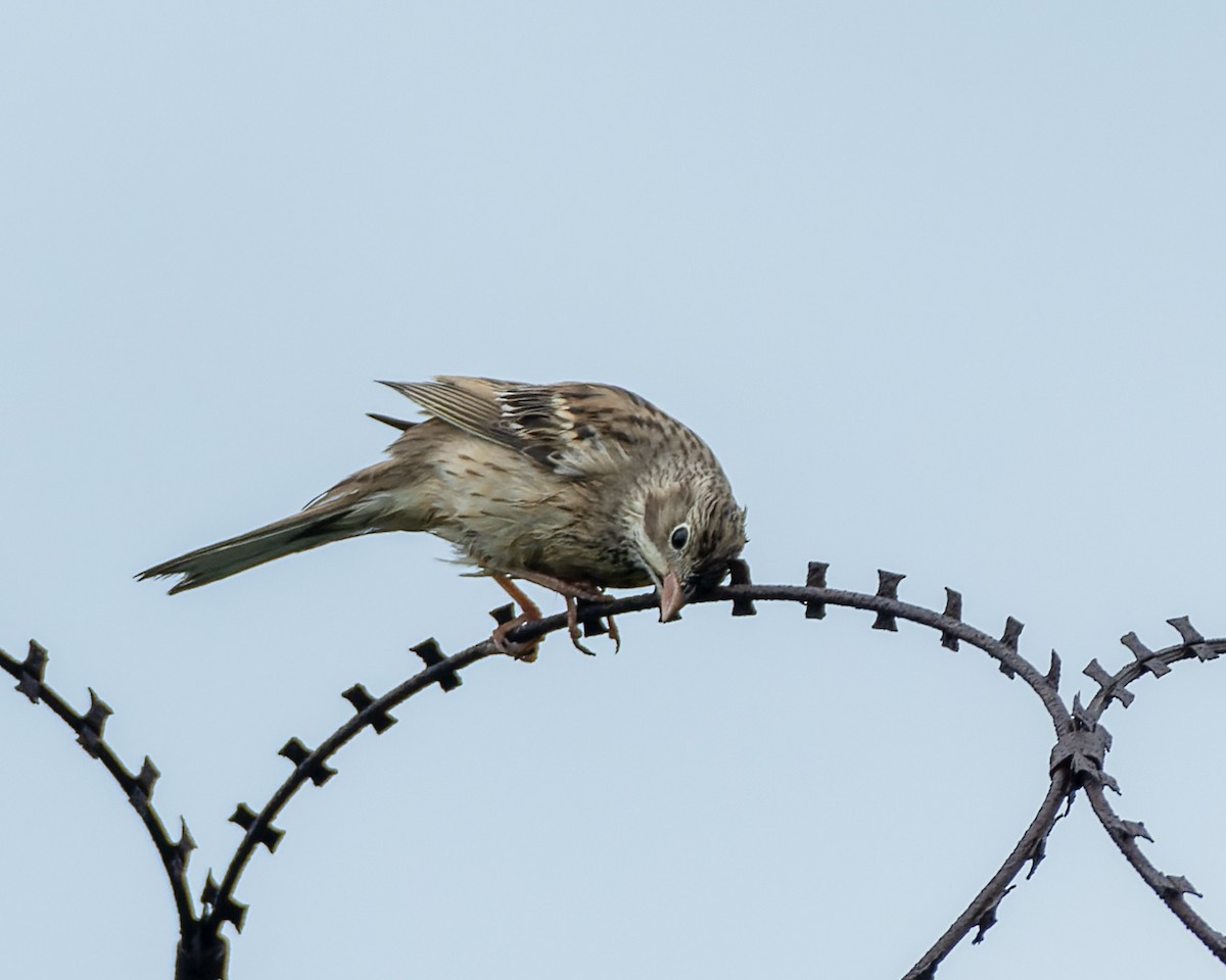 Ortolan - ML644301551