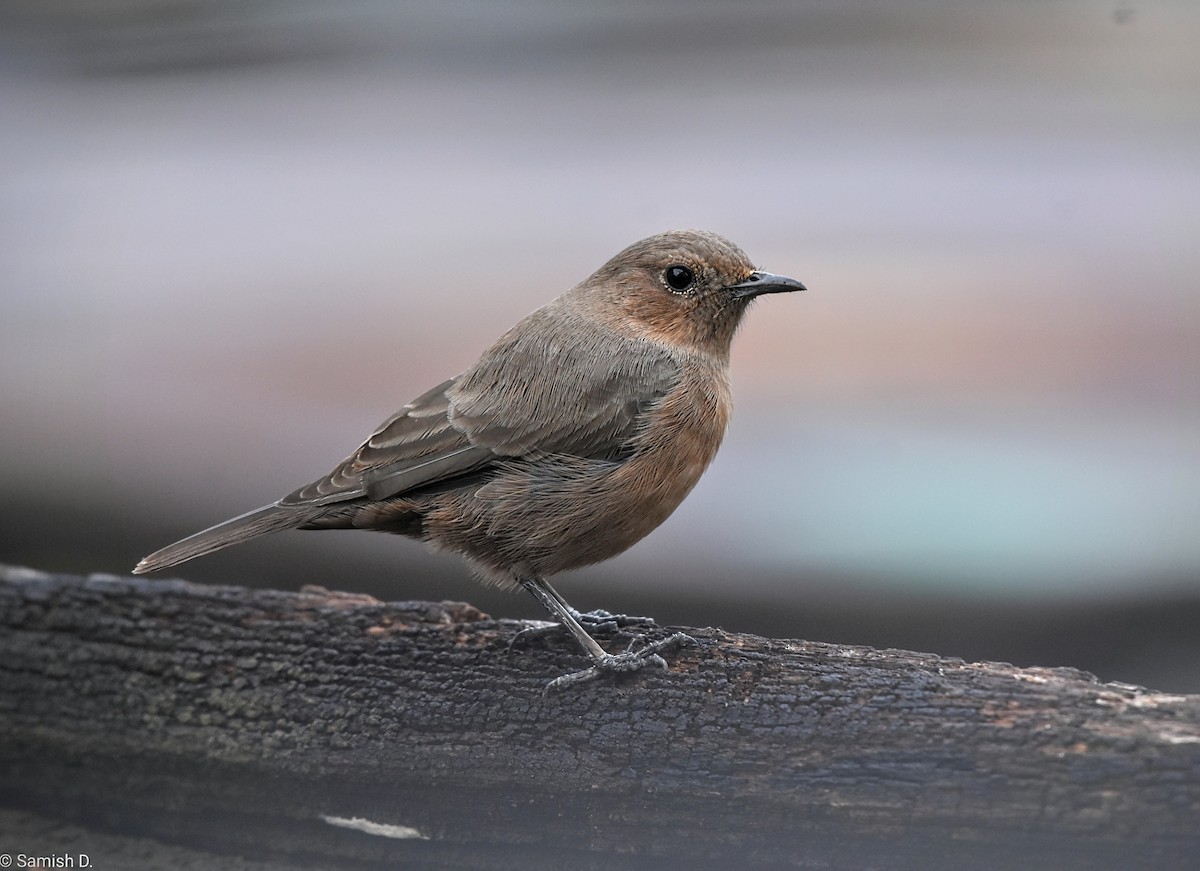 Braunsteinschmätzer - ML644301553