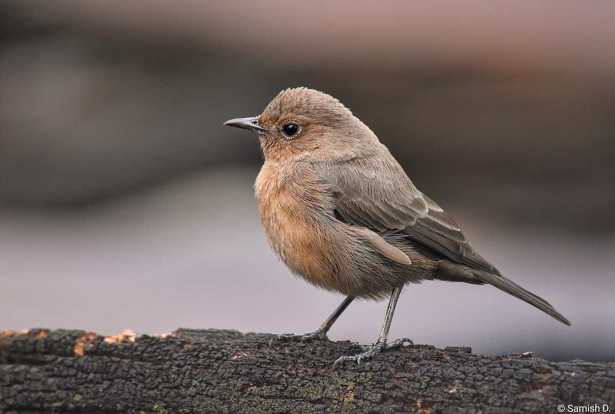 Braunsteinschmätzer - ML644301554