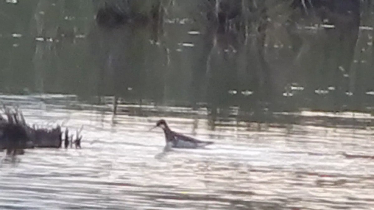 Нарийн сэлээхэй - ML644301557