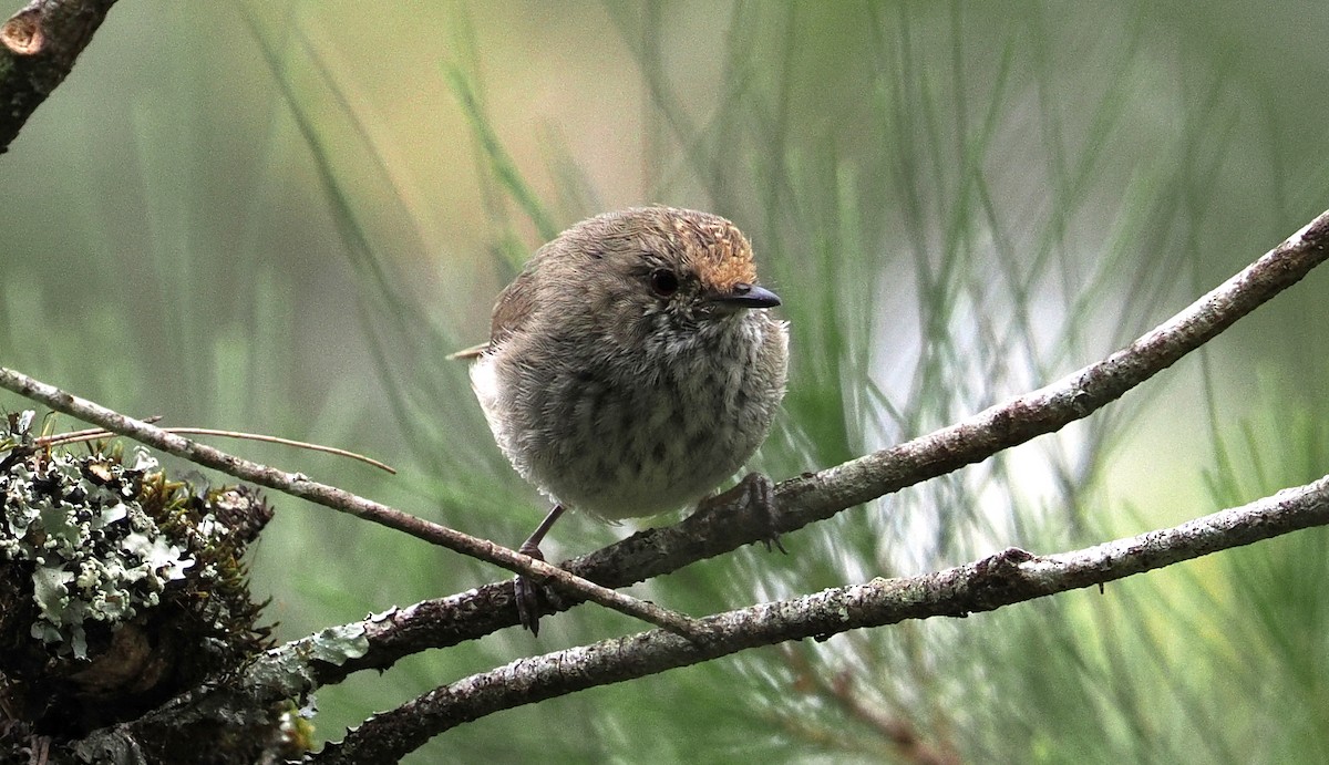 bruntornsmett - ML644301560