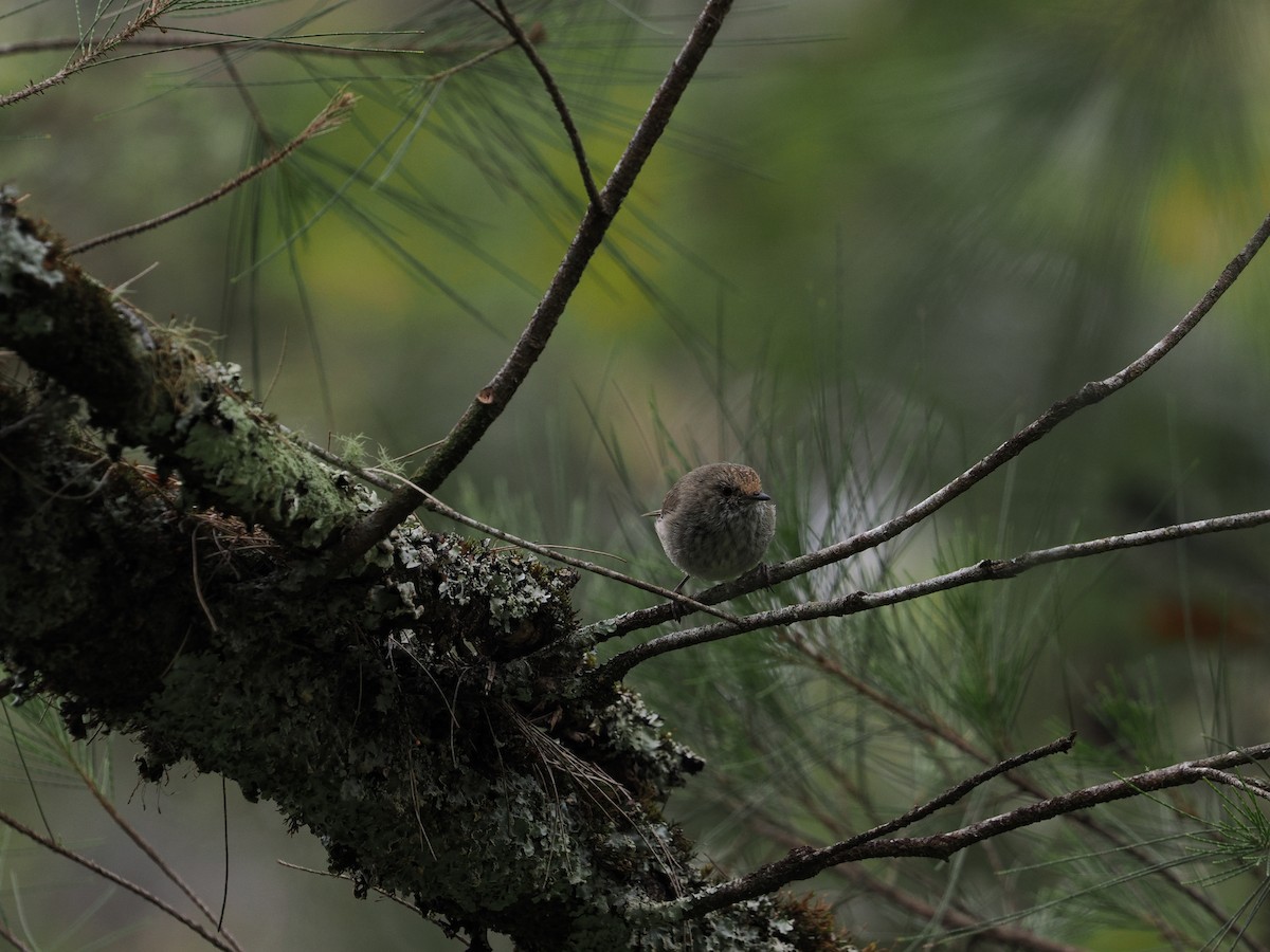 bruntornsmett - ML644301561