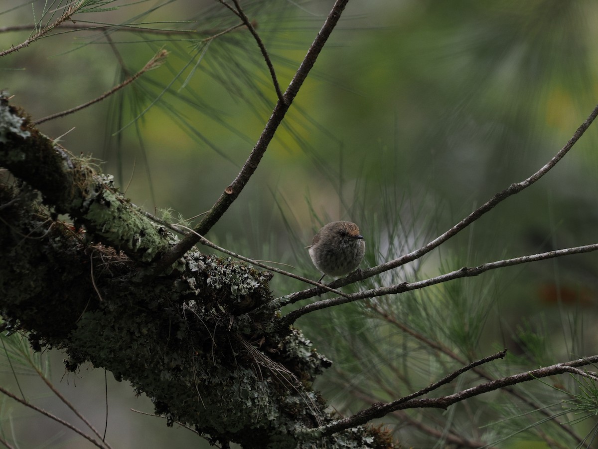 bruntornsmett - ML644301562