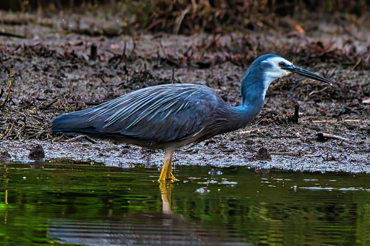 hvitmaskehegre - ML644301563