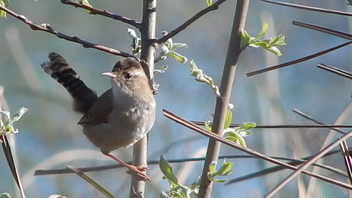 Cucarachero Pantanero - ML644301566