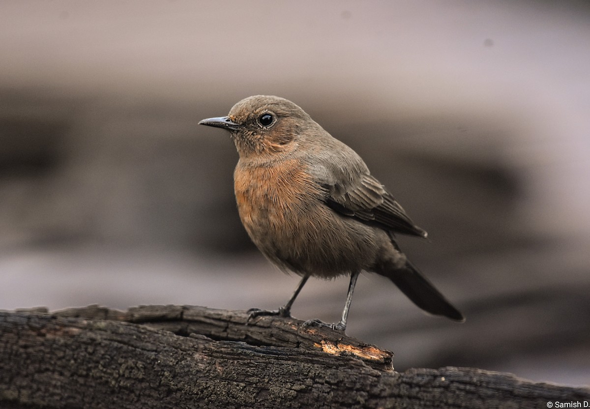 brunskvett - ML644301569