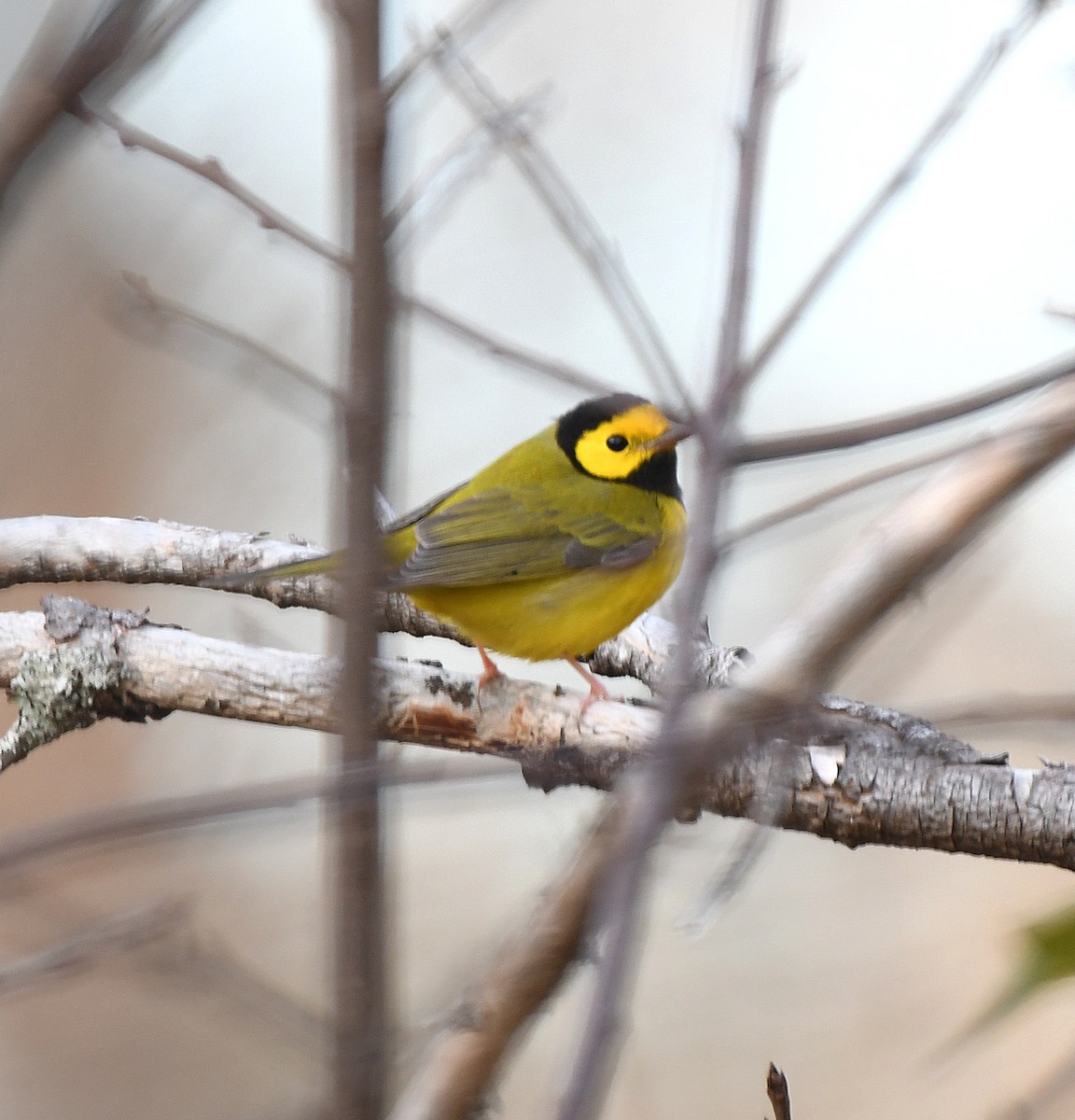 Болотянка чорногорла - ML644301572