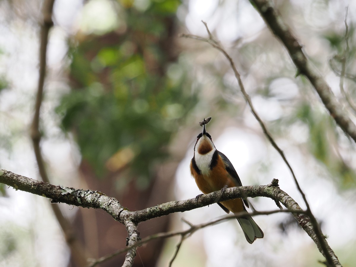 prydhonningeter - ML644301579