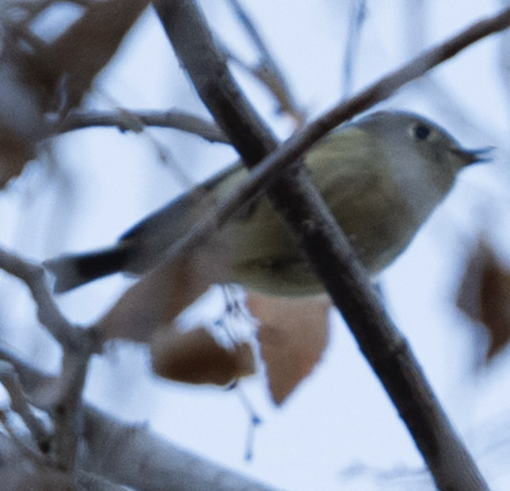 rubinfuglekonge - ML644301580