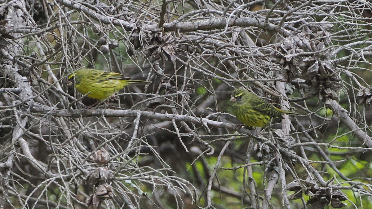 skogirisk - ML644301582