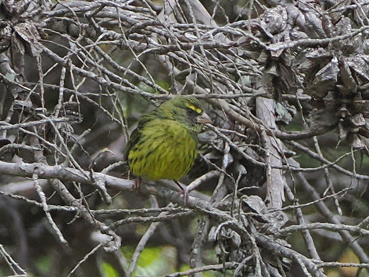 skogirisk - ML644301583