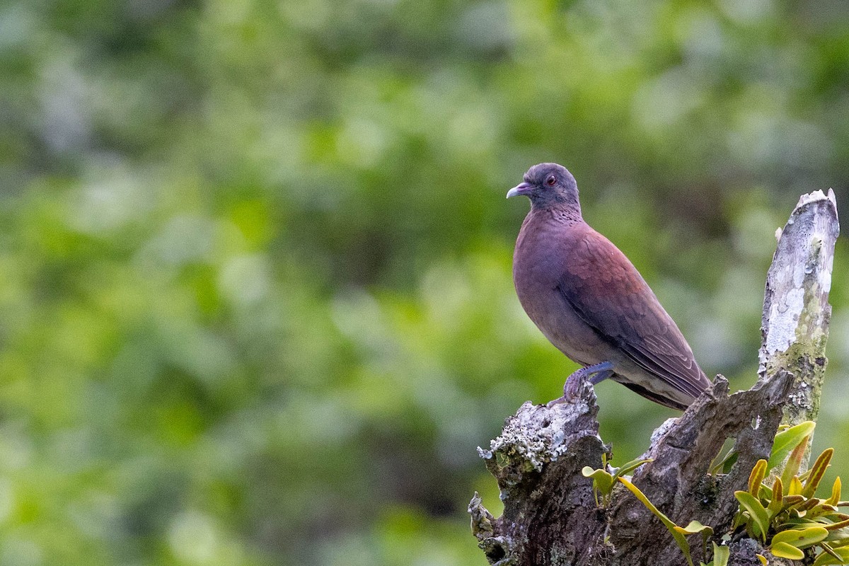 umbradue - ML644301584