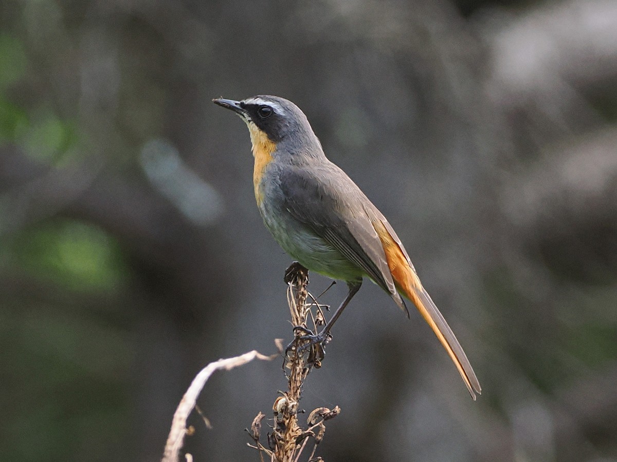 gråflanketrosteskvett - ML644301586