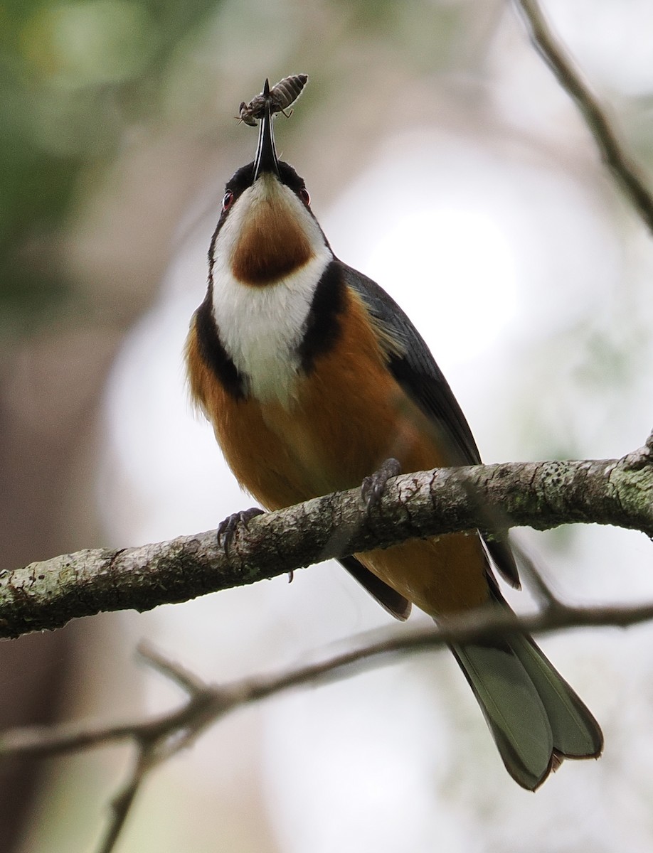 prydhonningeter - ML644301587