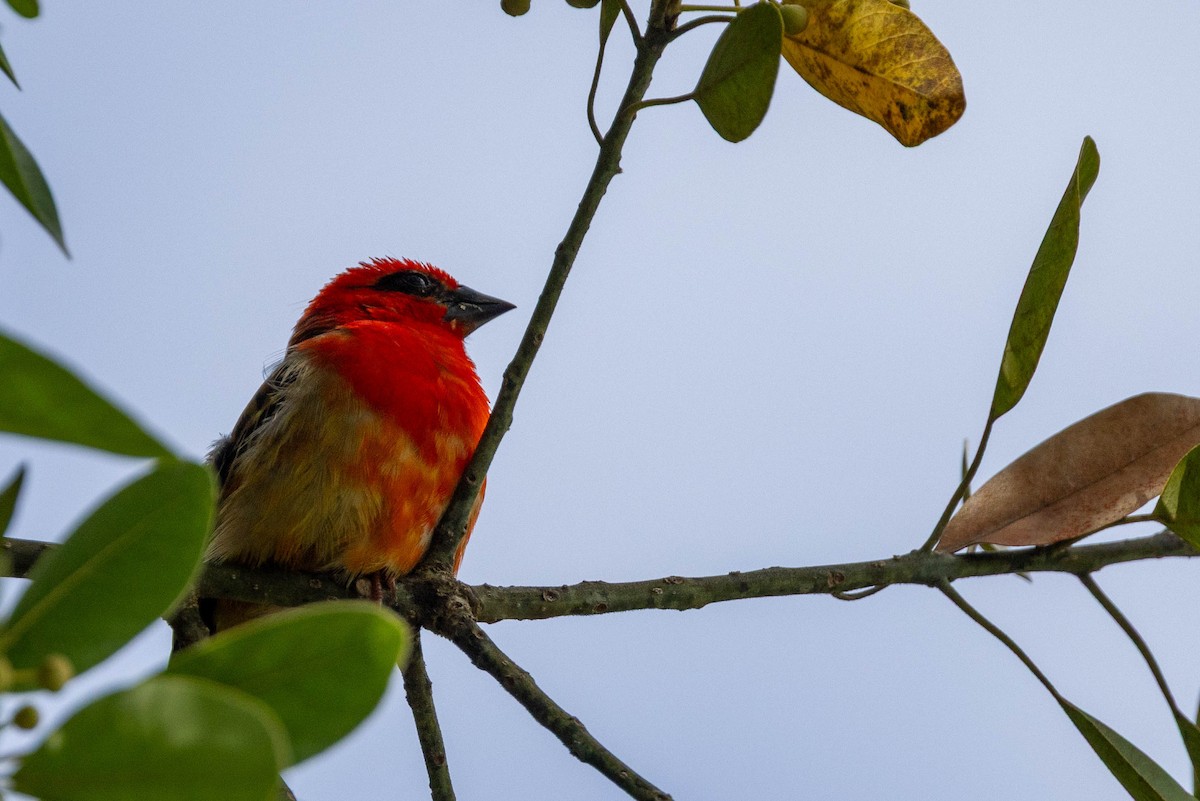 rødvever - ML644301589