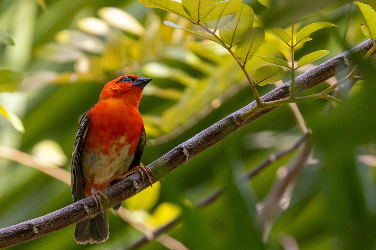 rødvever - ML644301590