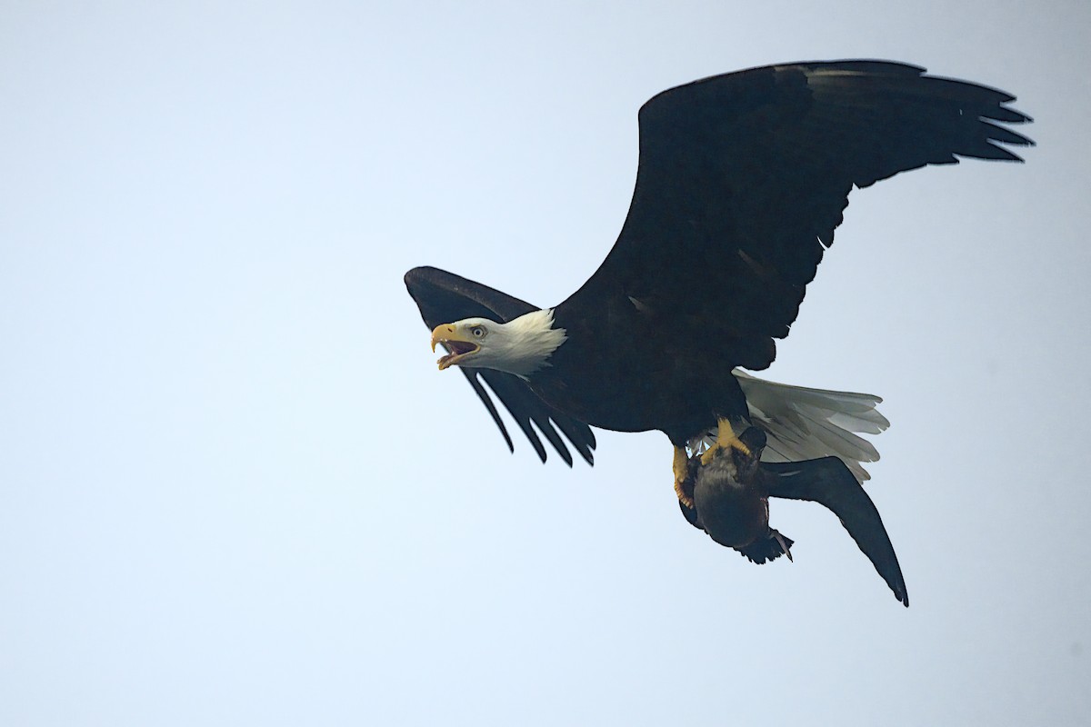 hvithodehavørn - ML644301592