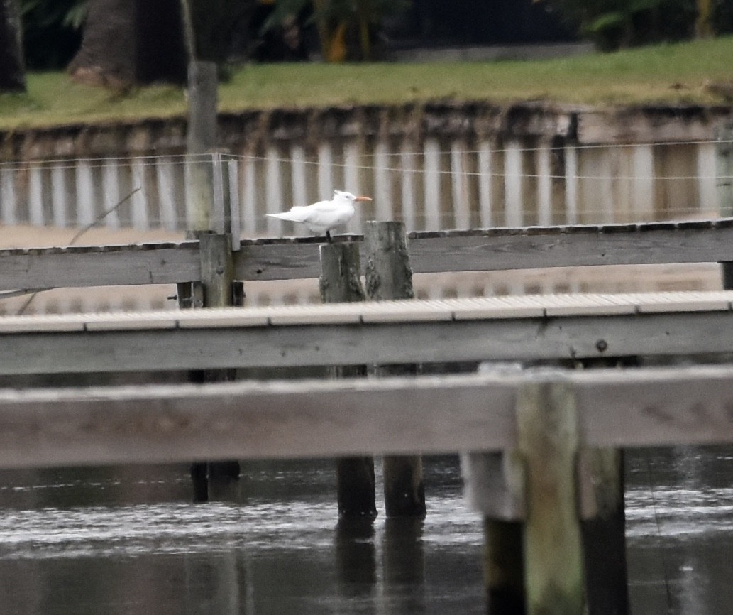 kongeterne - ML644301595