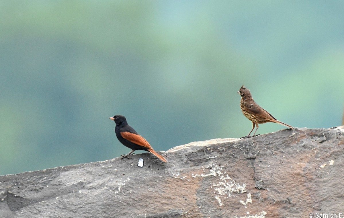 toppspurv - ML644301597