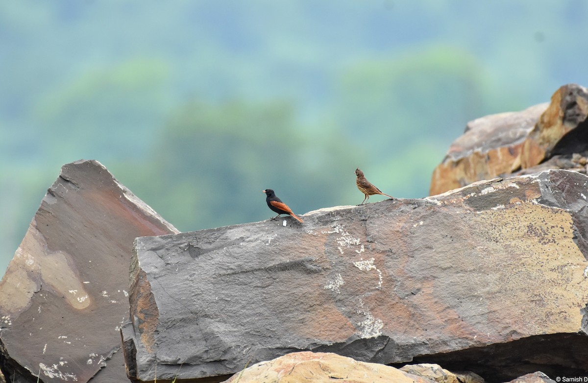 toppspurv - ML644301598