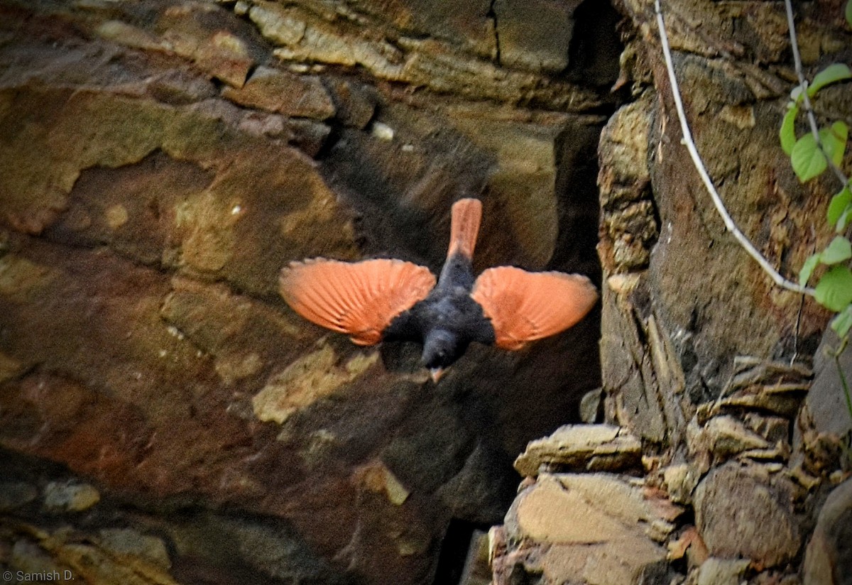 toppspurv - ML644301599