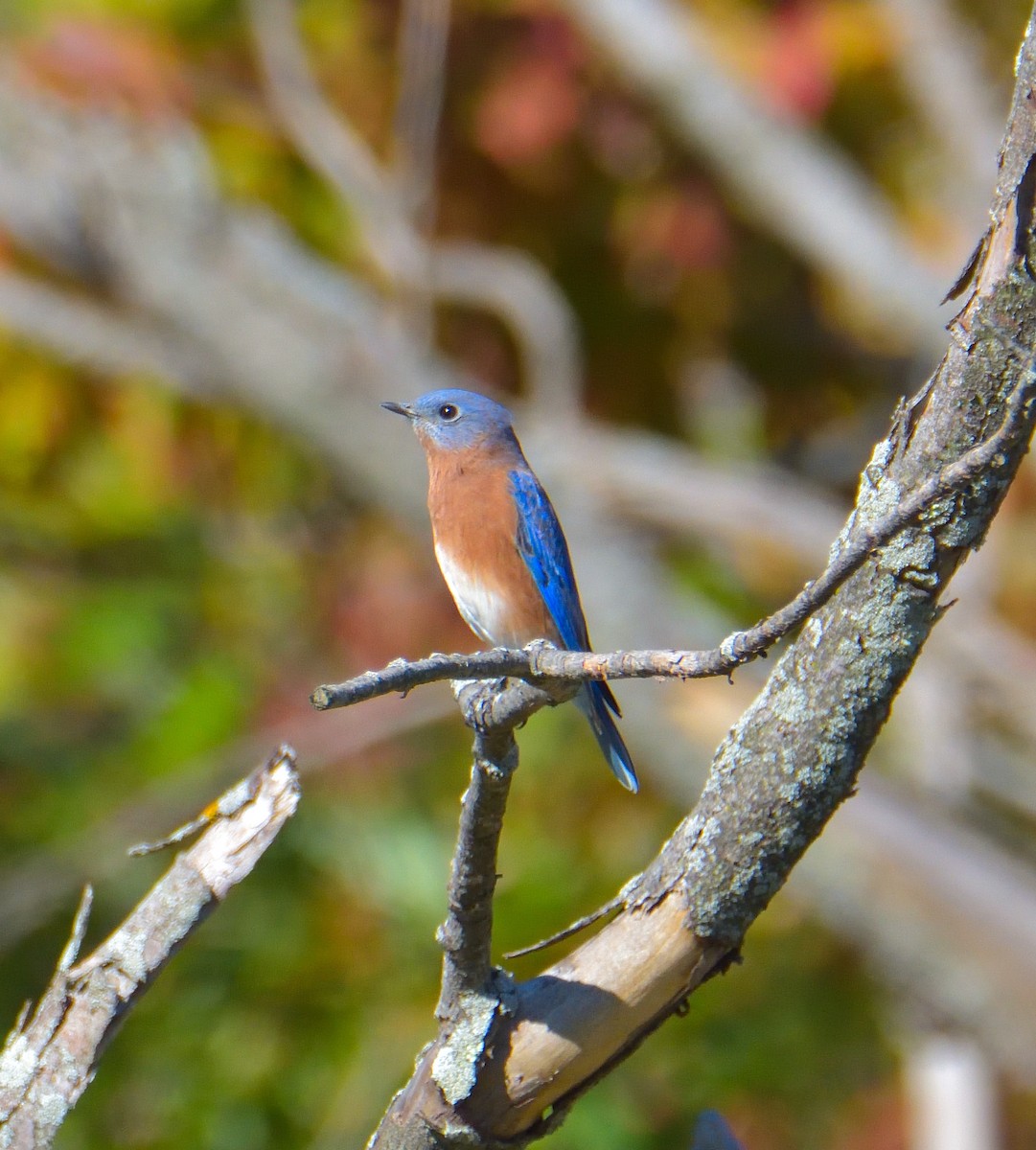 Блакитник східний - ML644301602