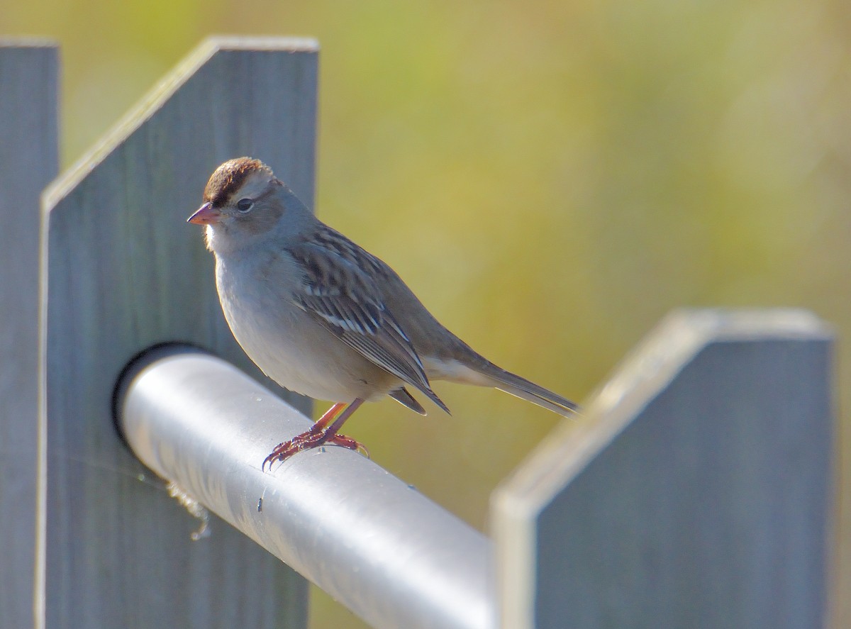 Бруант білобровий (підвид leucophrys) - ML644301604
