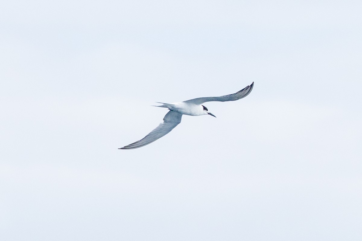 Kara Gagalı Sumru (sandvicensis) - ML644301607