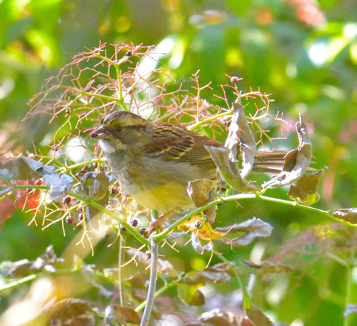 Бруант білогорлий - ML644301608