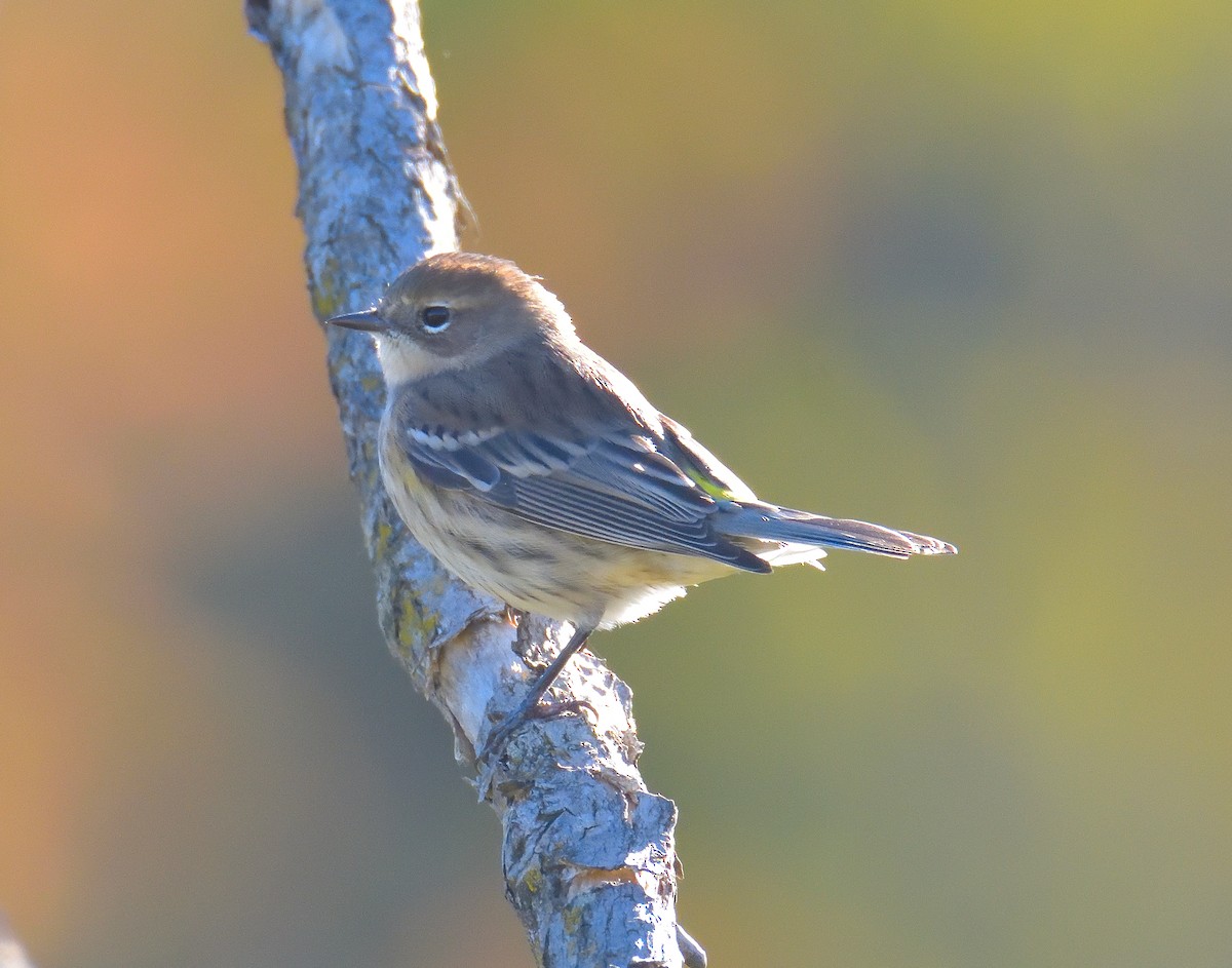 Пісняр-лісовик жовтогузий (підвид coronata) - ML644301610
