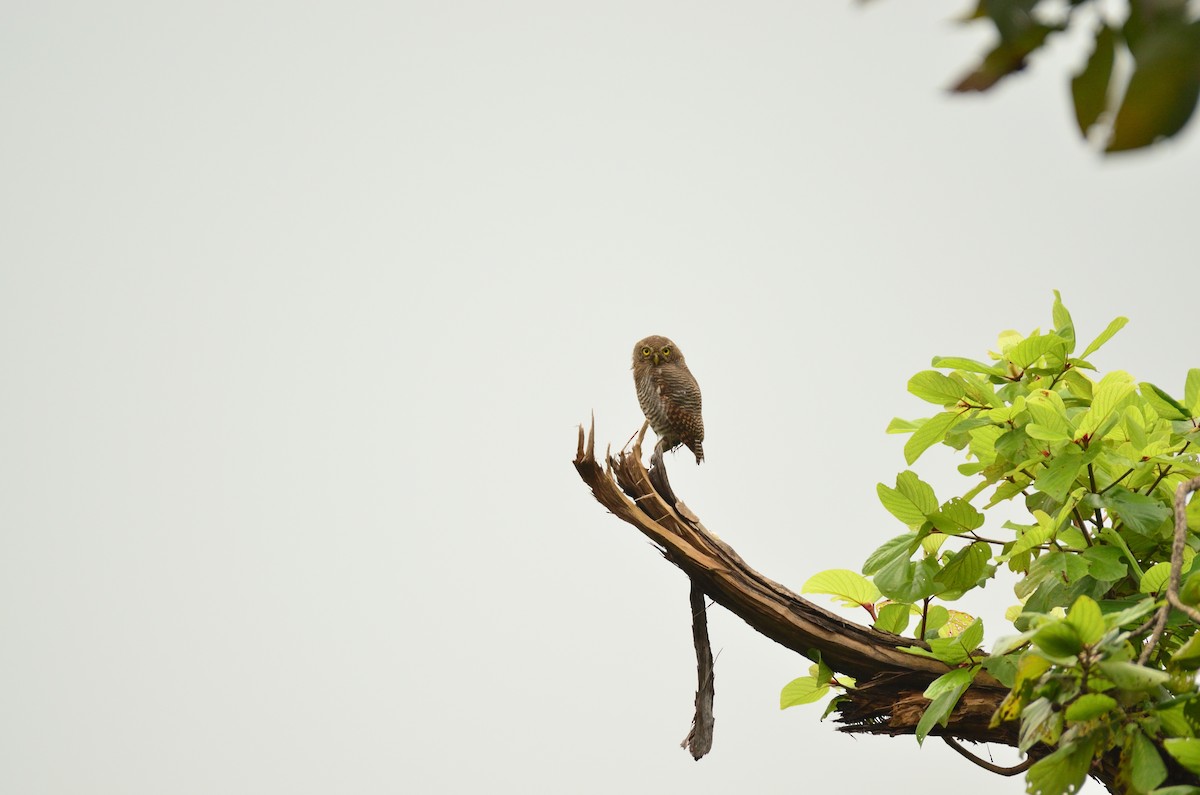 indiaugle - ML644301618