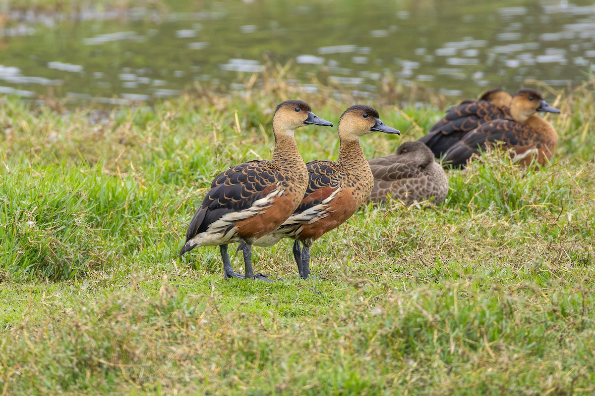 Dendrocygne à lunules - ML644301638