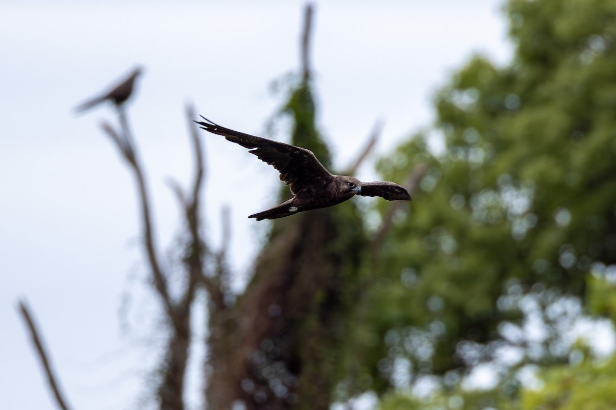 Black Falcon - ML644301665