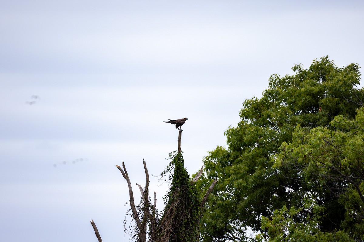 Black Falcon - ML644301666