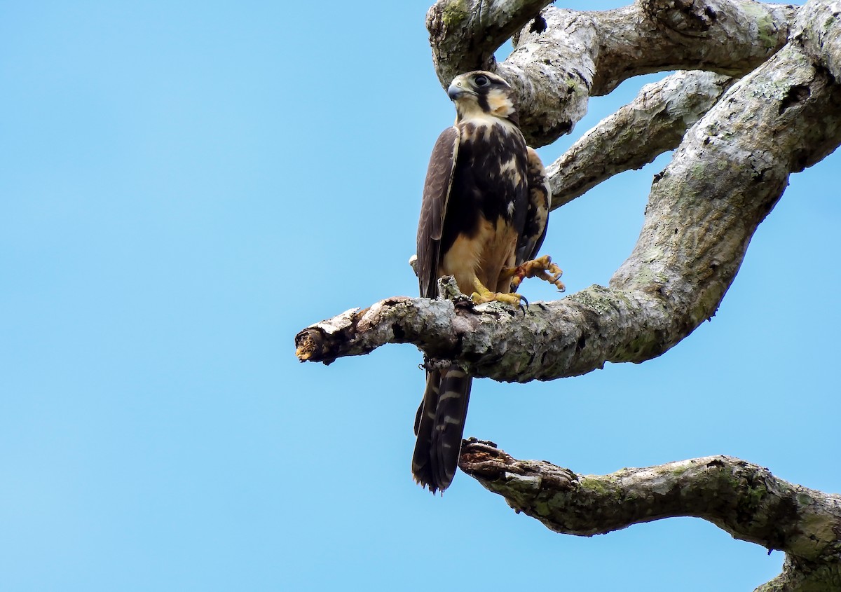 Belatz galtzaduna - ML644301667