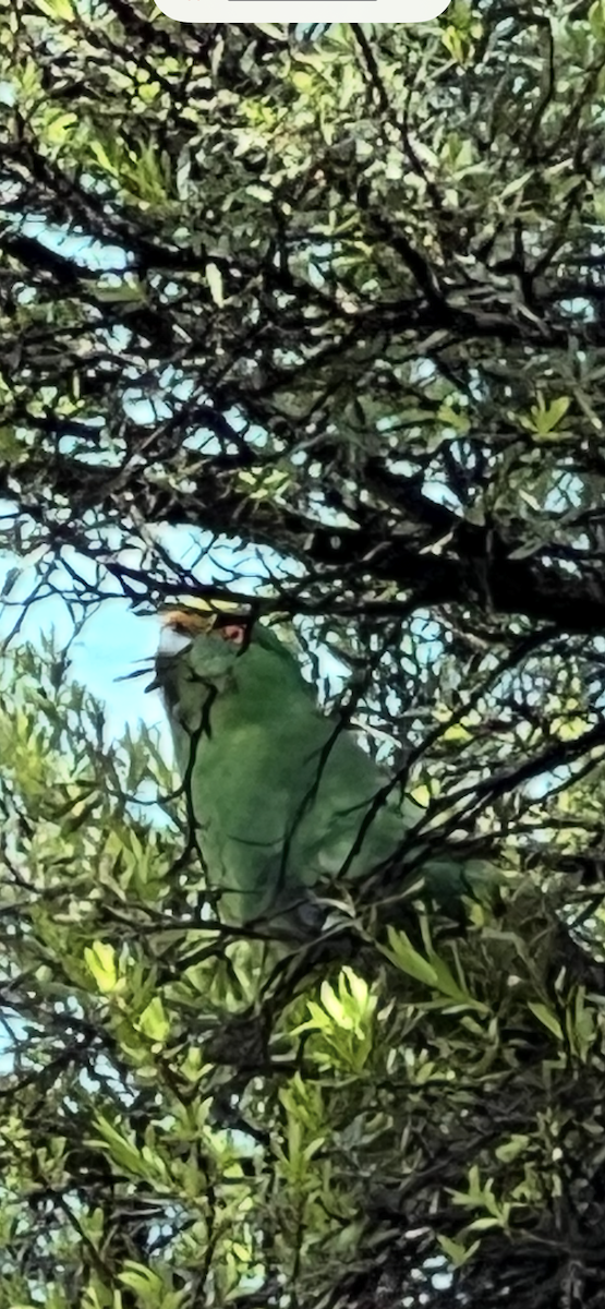 Malherbe's Parakeet - ML644301670